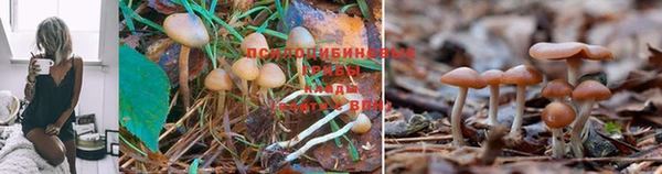 каннабис Новозыбков